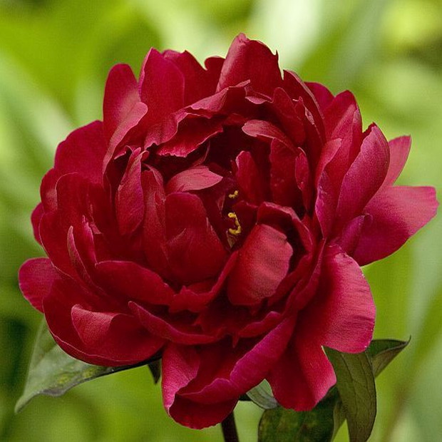 Piwonia 'Madame Gaudichau'