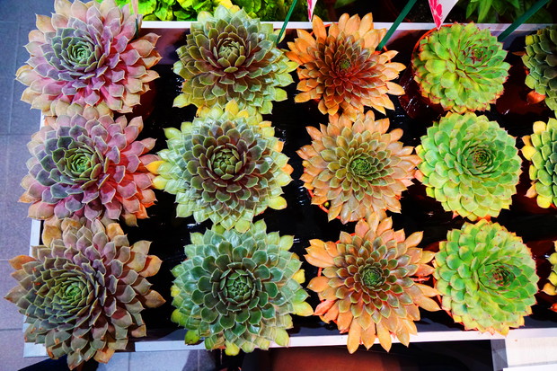 Zieleń to Życie 15