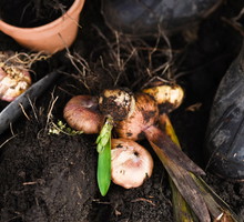 sadzenie cebul kwiatowych jesienią