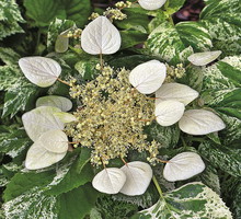 przywarka-japonska-schizophragma-hydrangeoides.jpeg