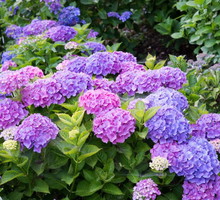 hortensa-ogrodowa-hydrangea-macrophylla.jpeg