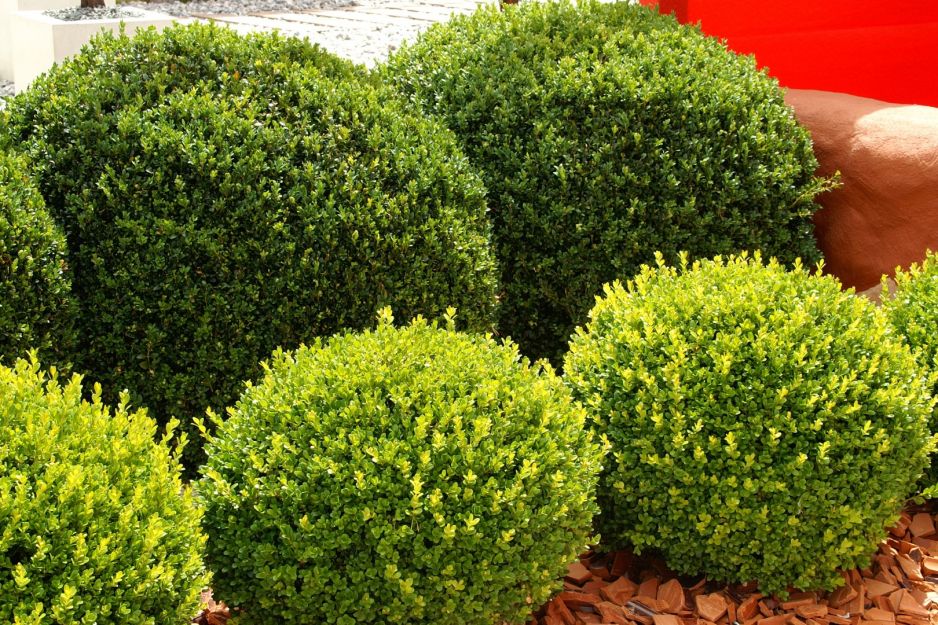 bukszpan-wieczniezielony-buxus-sempervirens.jpeg