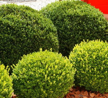 bukszpan-wieczniezielony-buxus-sempervirens.jpeg