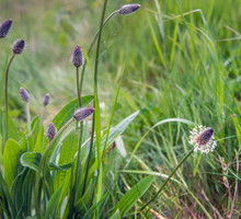 babka-lancetowata-plantago-lanceolata.jpeg