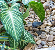 filodendron-w-duzej-wysypanej-kamienia-donicy-zdj-fotolia-com.jpeg