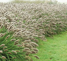 pennisetum-alopecuroides-lady-u.jpeg
