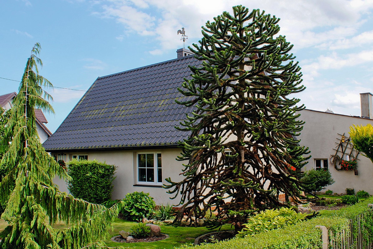 araukaria chilijska