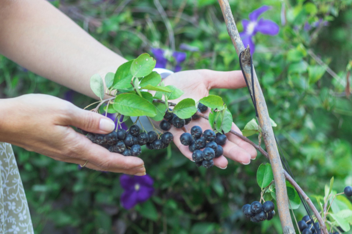 aronia na gałęzi