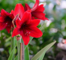 hippeastrum-swoja-popularnosc-zawdziecza-przede-wszystkim-obfitemu-kwitnieniu-przypadajacego-na-zime-lub-wczesna-wiosne-zdj-adobe-stock.jpeg
