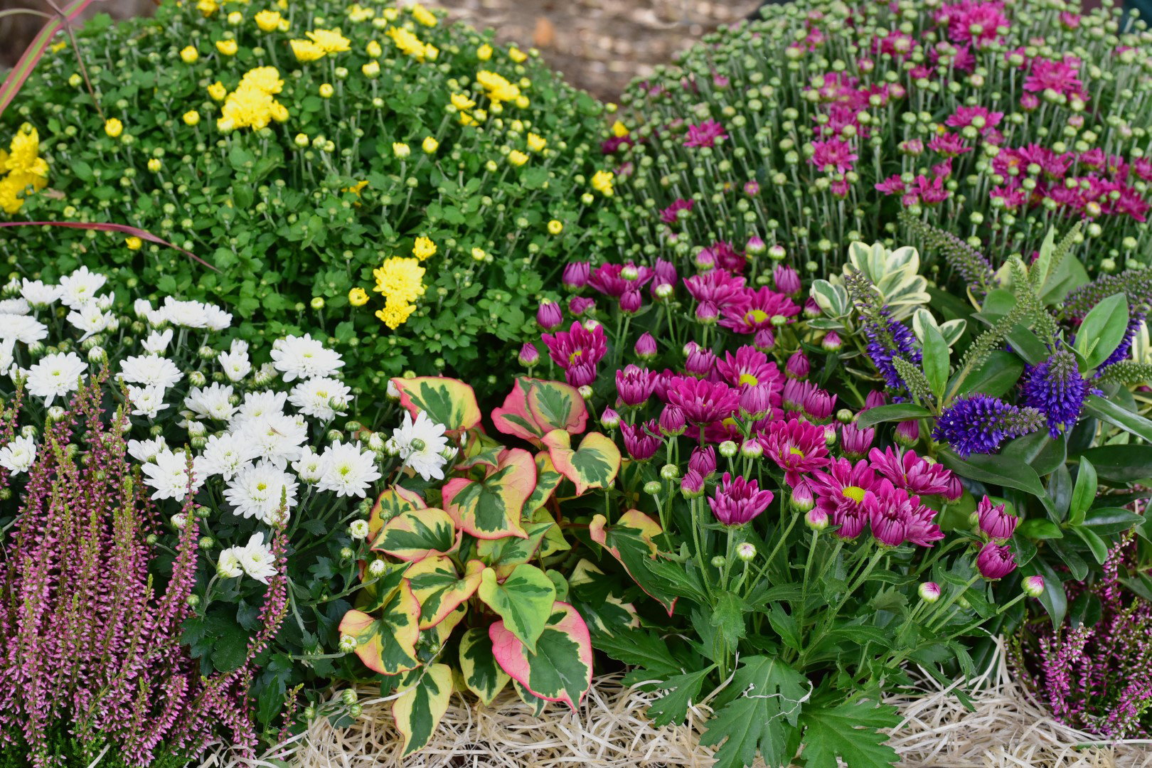 chryzantemy, astry, wrzosy