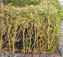 ćma bukszpanowa cydalima perspectalis