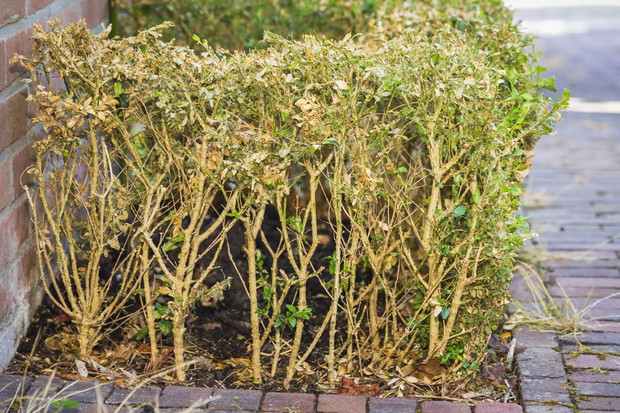 ćma bukszpanowa cydalima perspectalis