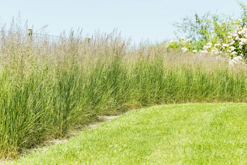 trzcinnik-ostrokwiatowy-calamagrostis-acutiflora.jpeg