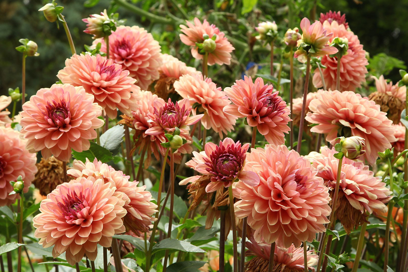 dalia rouge saumoné