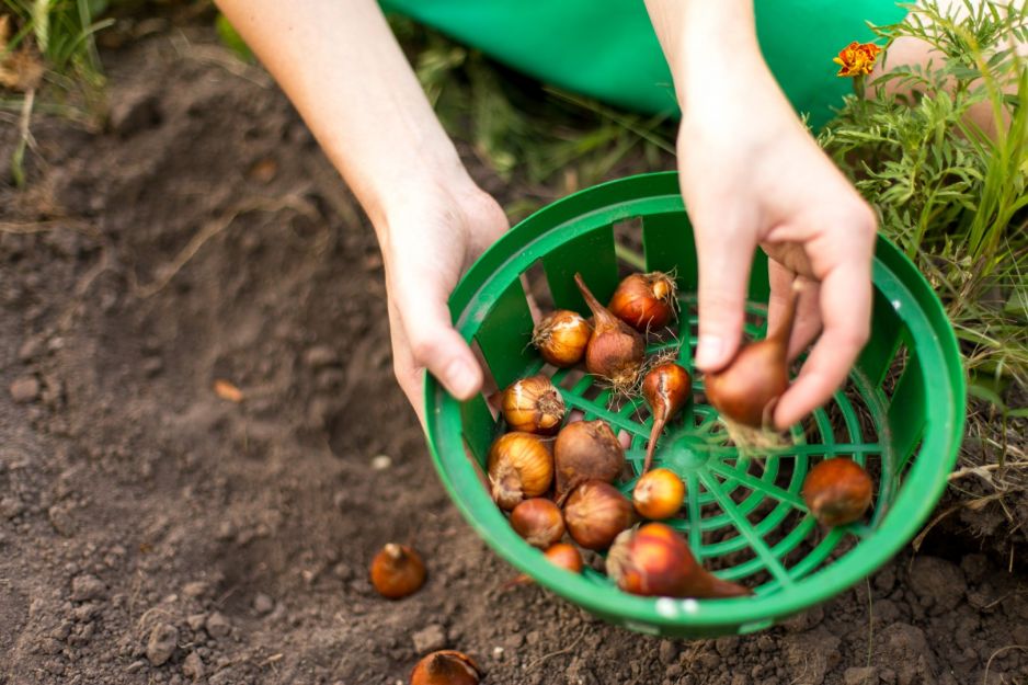sadzenie-cebul-w-koszyku.jpeg