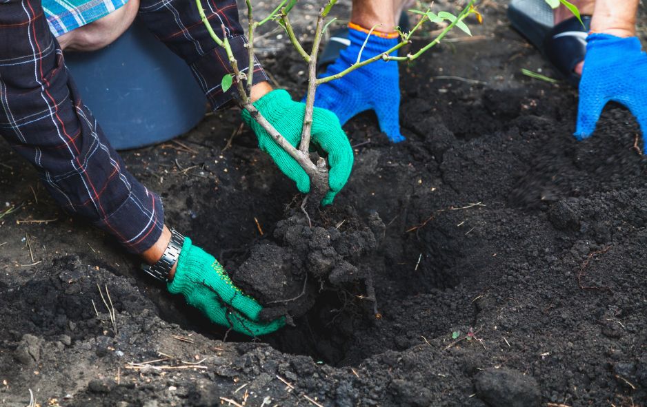 wzbogacajac-glebe-nawozami-unikniemy-ostatecznego-rozwiazania-przeniesienia-rosliny-na-nowe-stanowisko-zdj-adobe-stock.jpeg