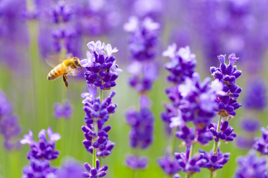 pszczola-na-lawendzie.jpeg
