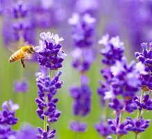 pszczola-na-lawendzie.jpeg