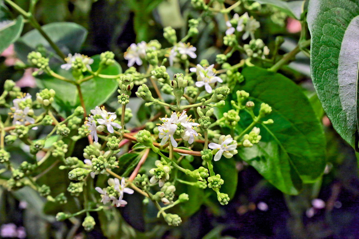 hepatakodium chińskie