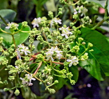 hepatakodium chińskie