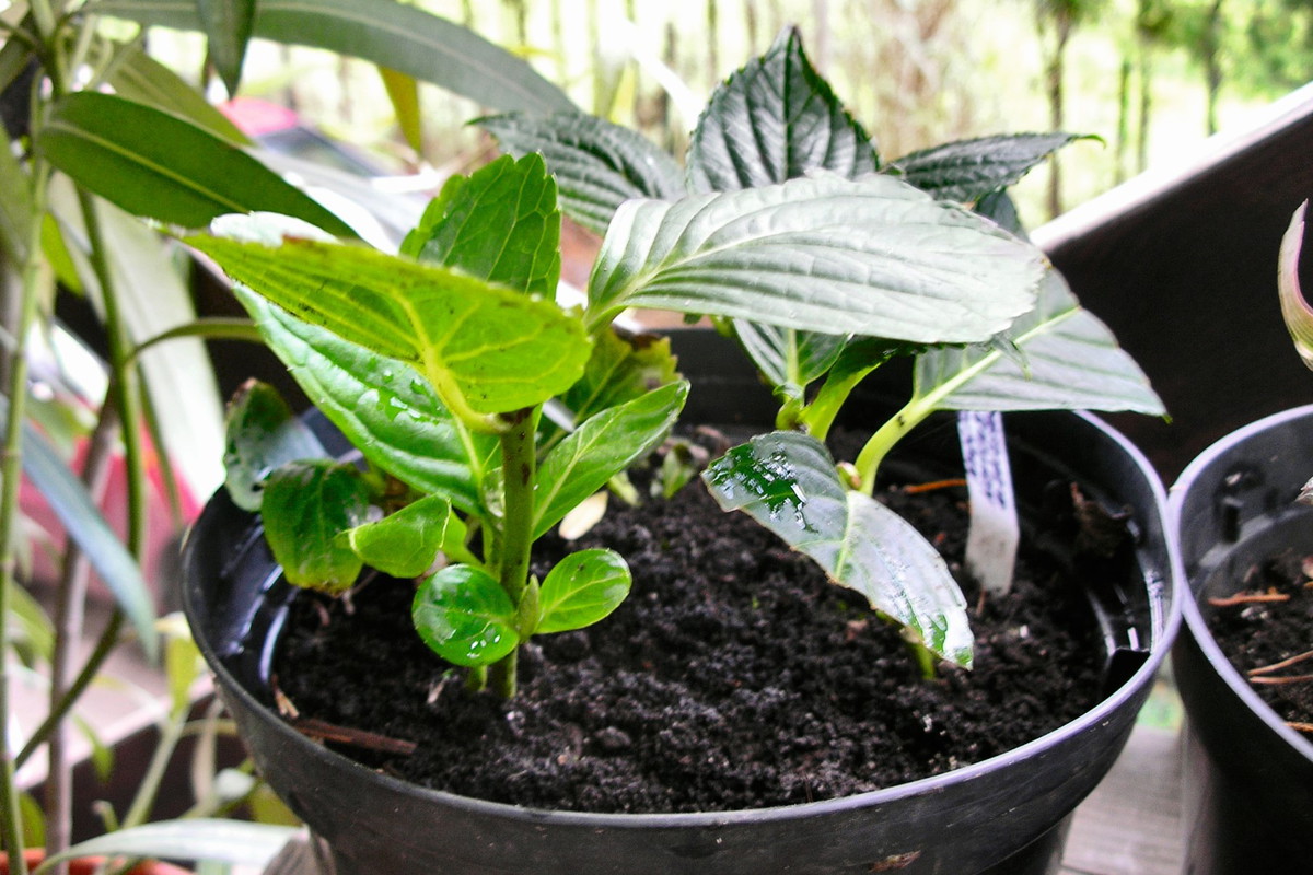 hortensje w doniczce