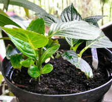 hortensje w doniczce