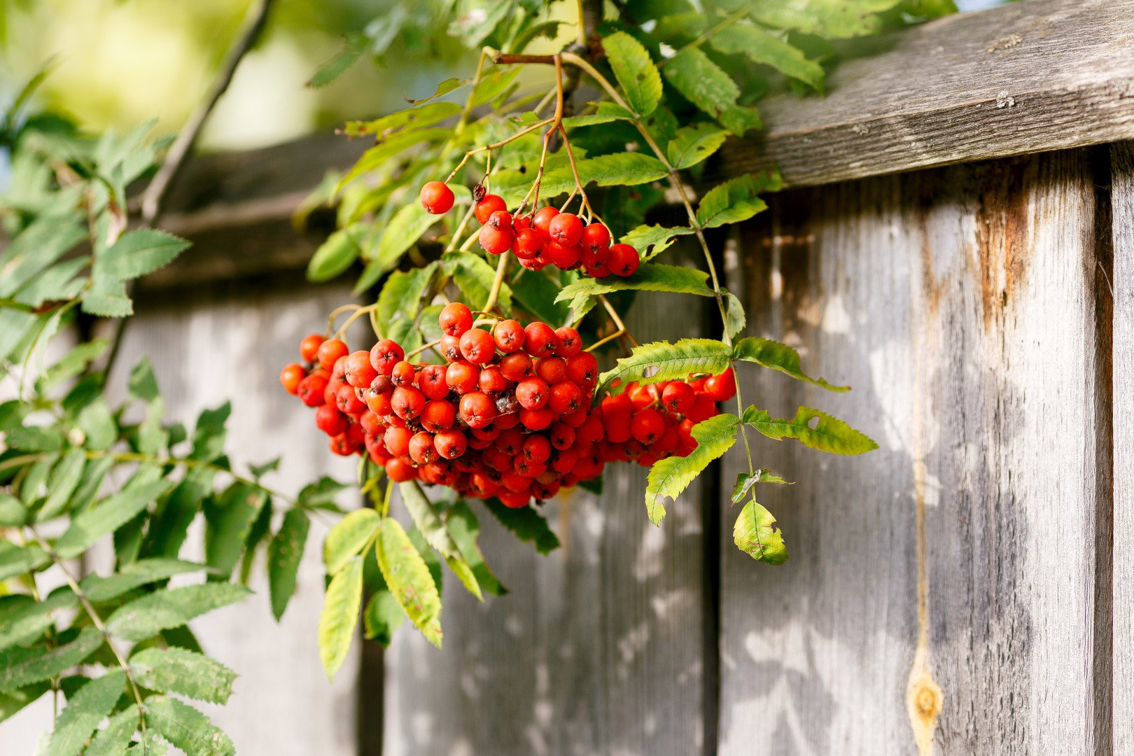 jarzębina w ogrodzie
