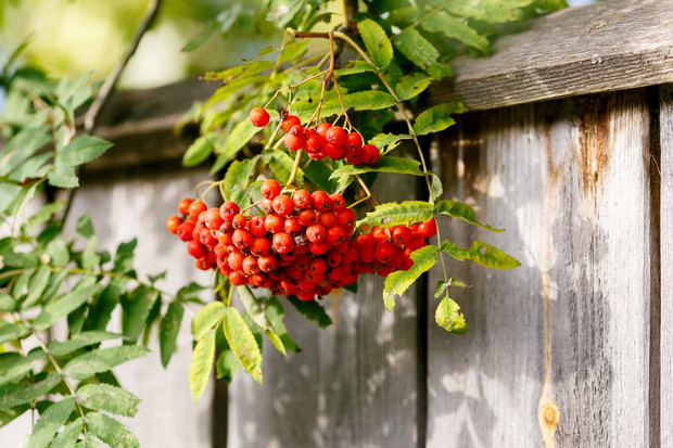 jarzębina w ogrodzie