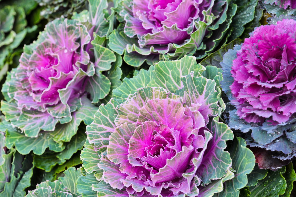 kapusta ozdobna brassica oleracea