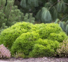 kosodrzewina pinus mugo var. pumilio