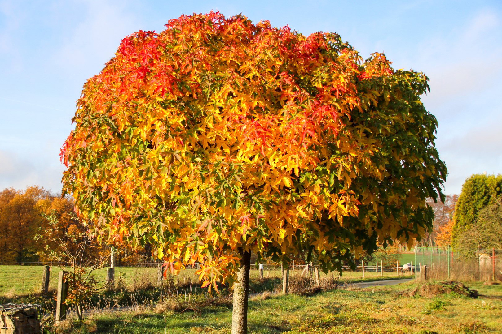 Liquidambar styraciflua