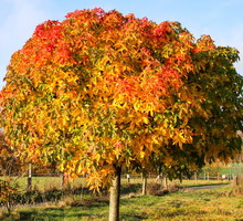 Liquidambar styraciflua
