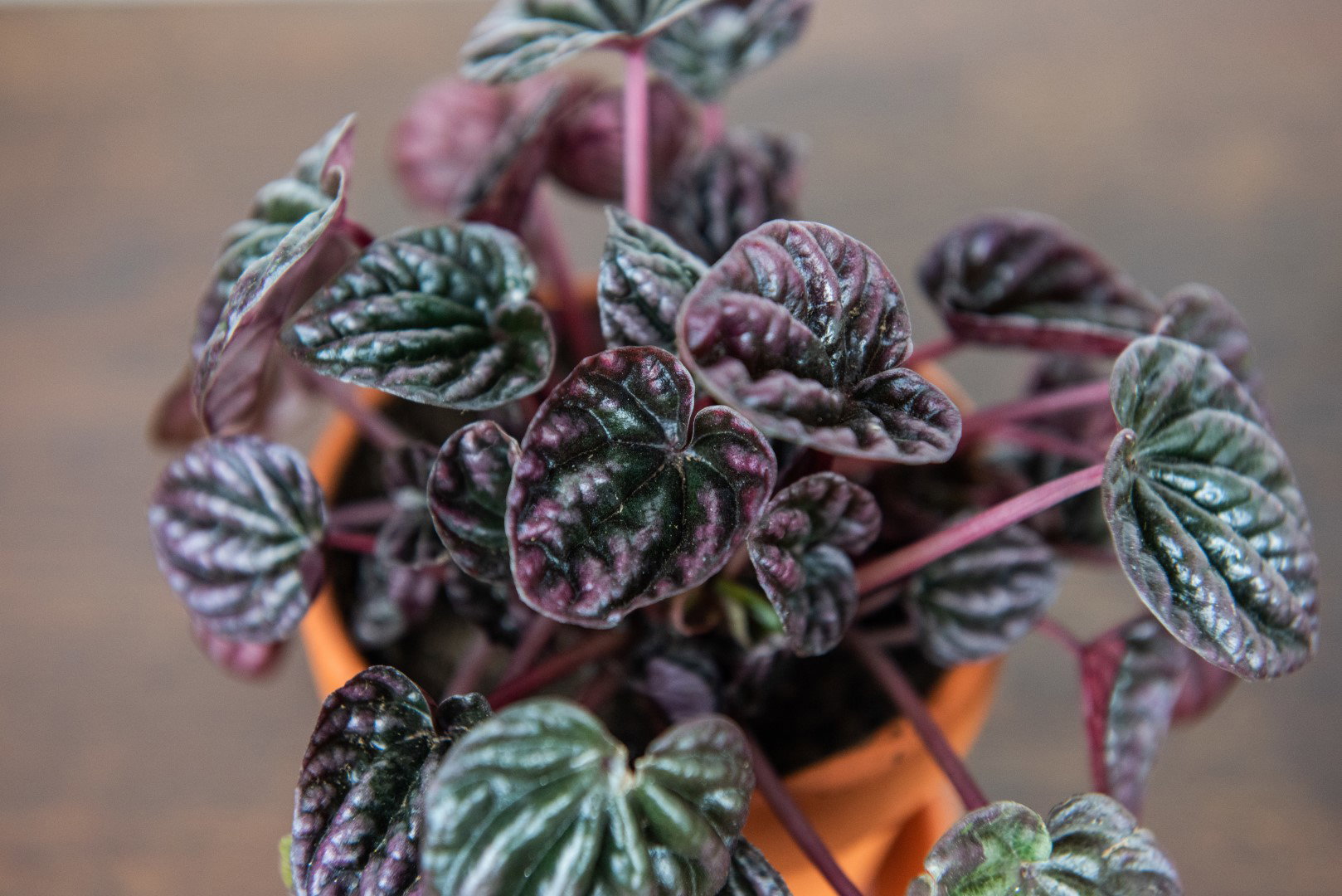 peperomia kędzierzawa