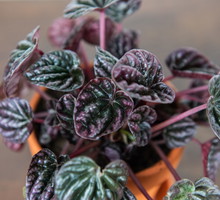 peperomia kędzierzawa