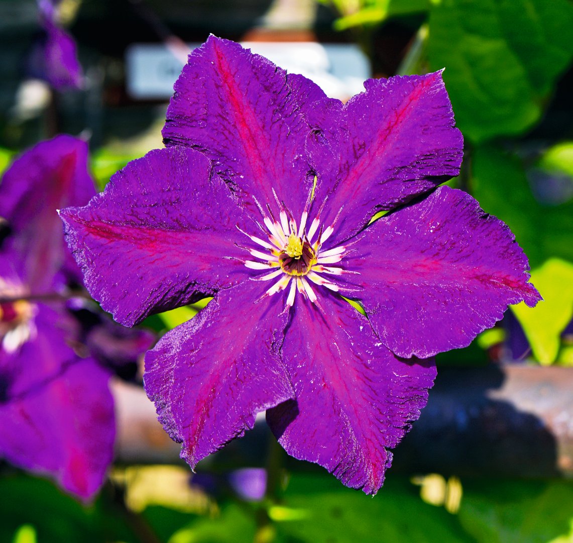 Powojnik Clemantis 'Grunwald'