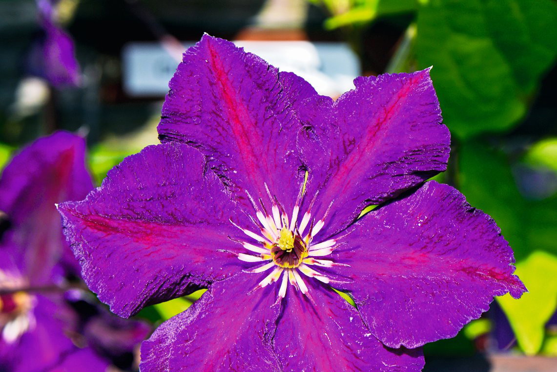 Powojnik Clemantis 'Grunwald'