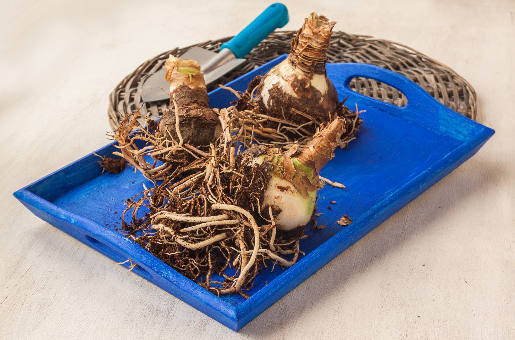 rozmnażanie hippeastrum