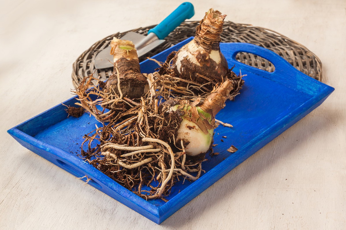 rozmnażanie hippeastrum