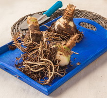 rozmnażanie hippeastrum