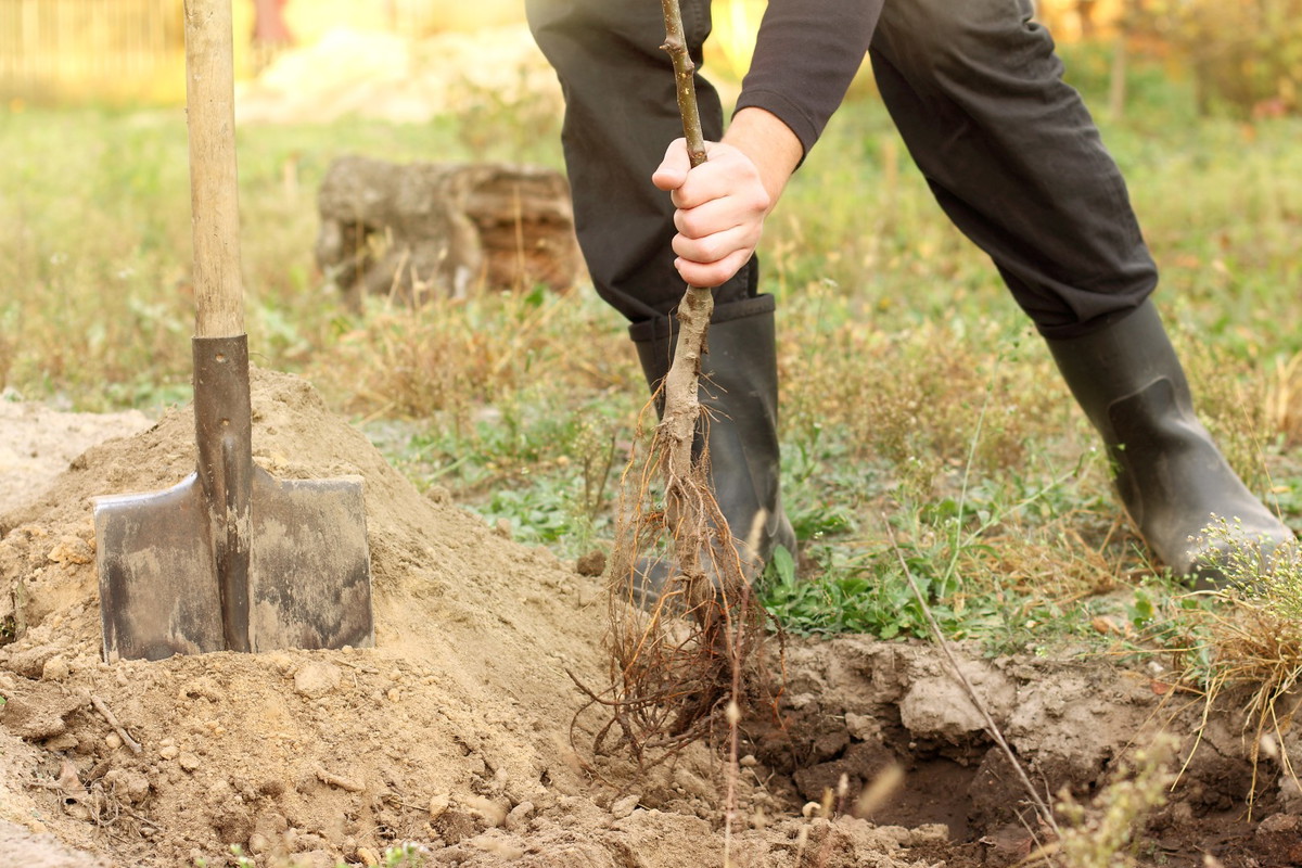 sadzenie drzewa owocowego