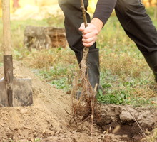 sadzenie drzewa owocowego