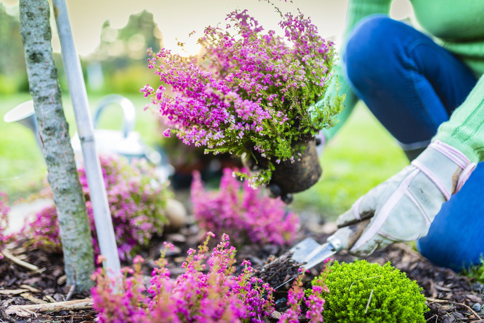sadzenie wrzosów jesienią