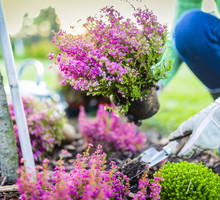 sadzenie wrzosów jesienią