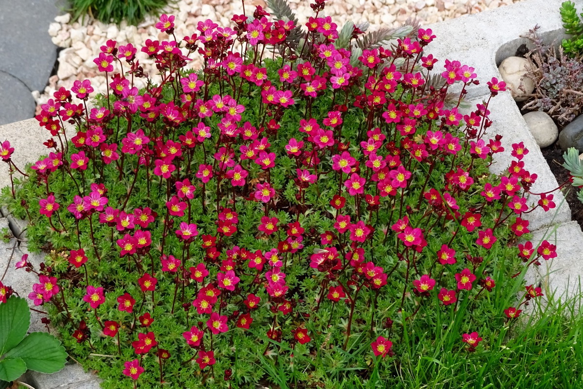 skalnica saxifraga
