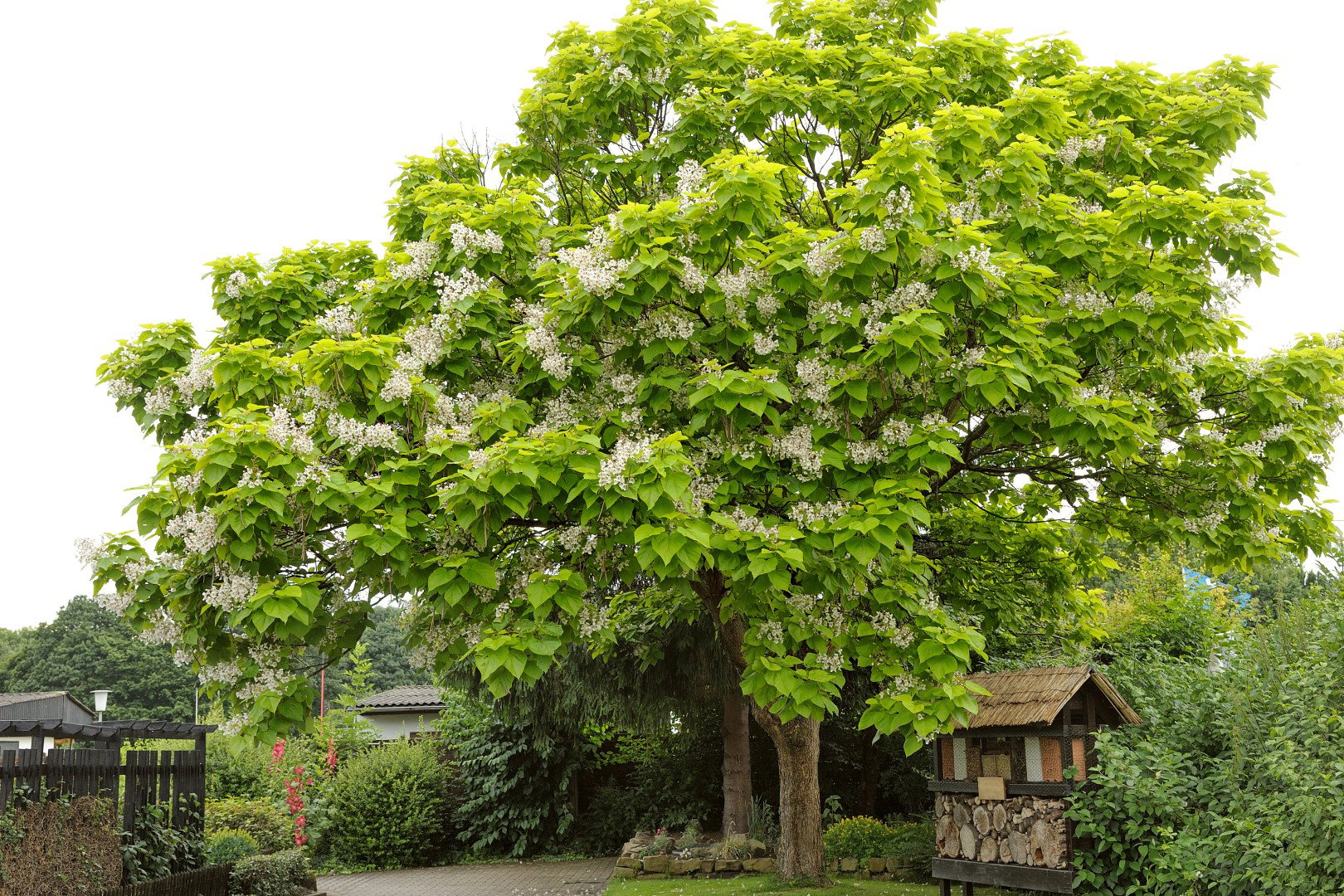 surmia zwyczajna catalpa bignonioides