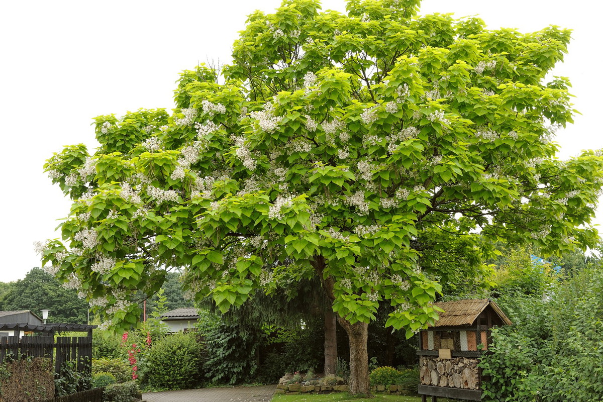 surmia zwyczajna catalpa bignonioides