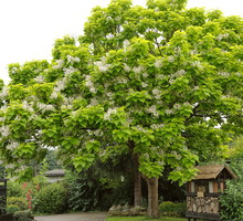 surmia zwyczajna catalpa bignonioides