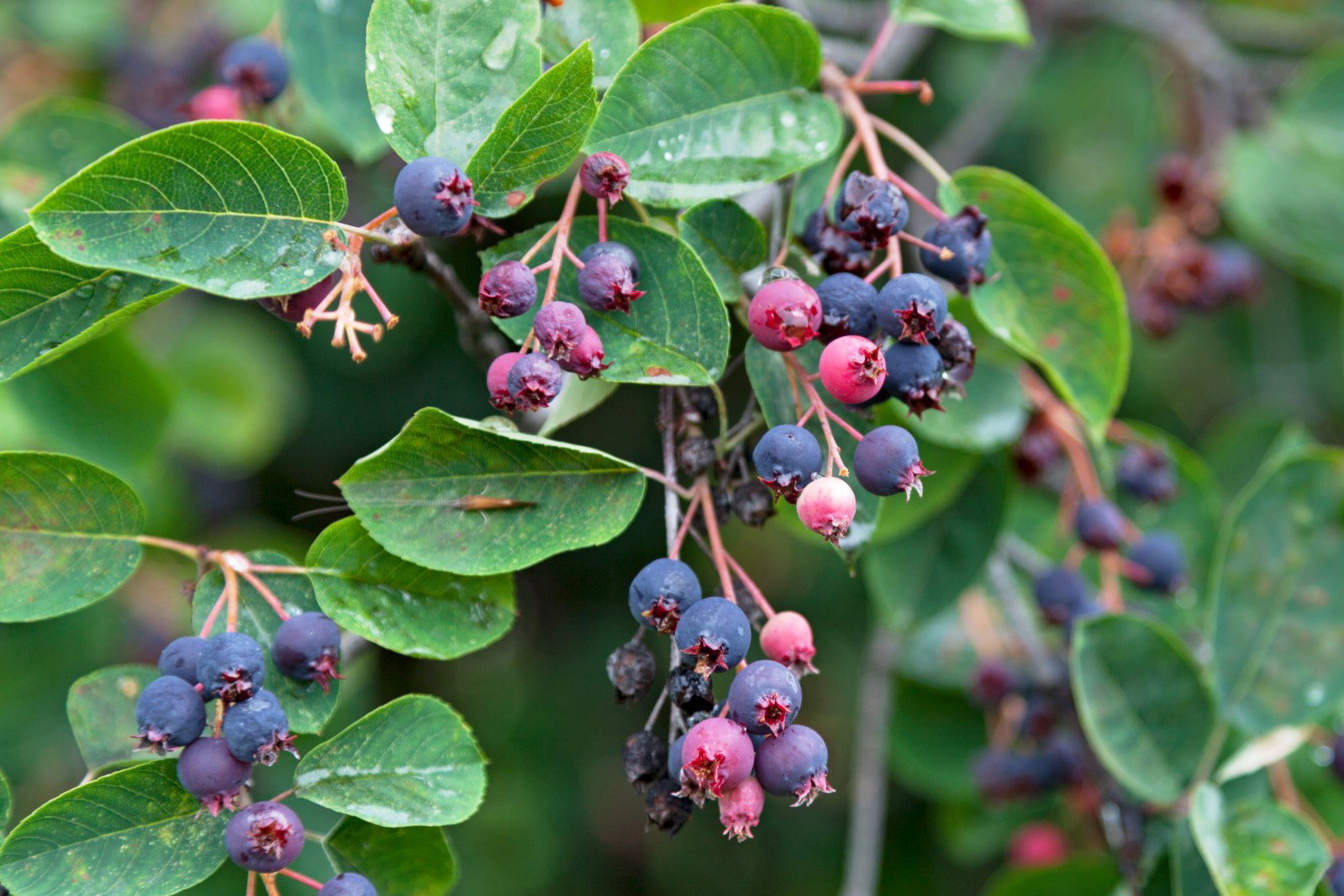 Świdośliwa jajowata Amelanchier fruits
