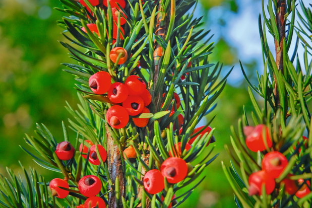 Taxus media Oliwka