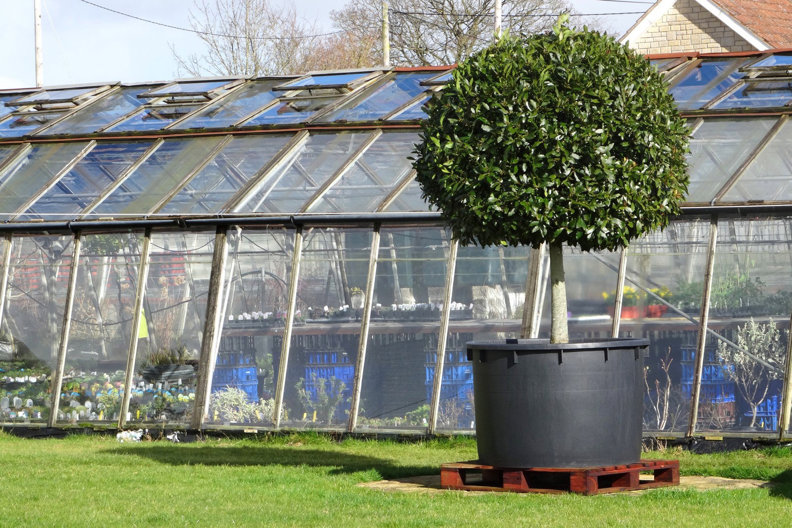 wawrzyn laurowy w donicy